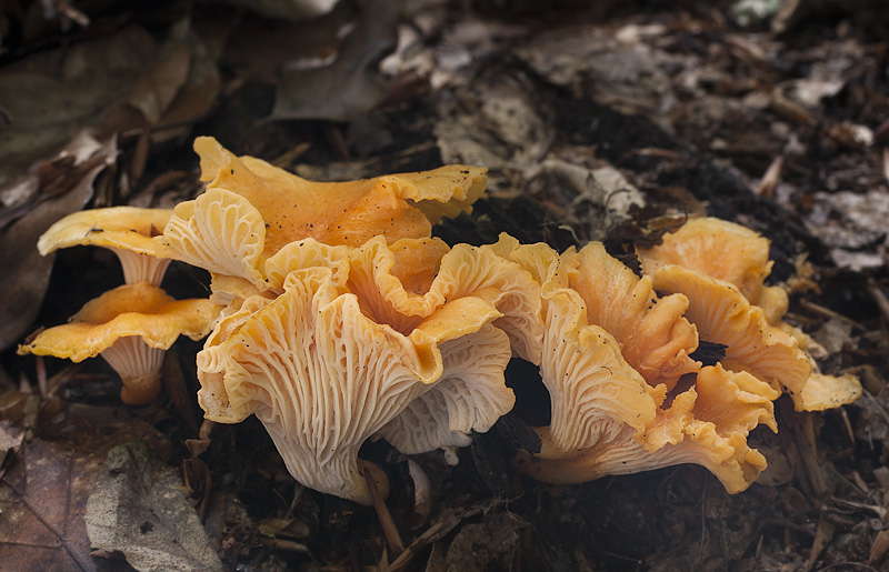 Cantharellus friesii